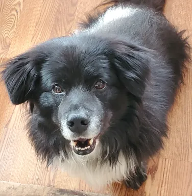 black fluffy dog looking up at the camera