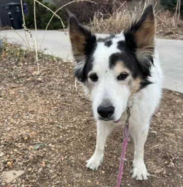 white and brown collie