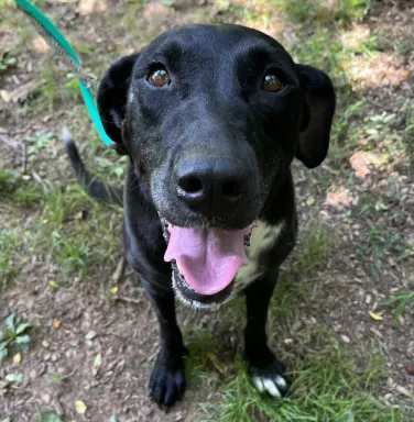 black lab outside