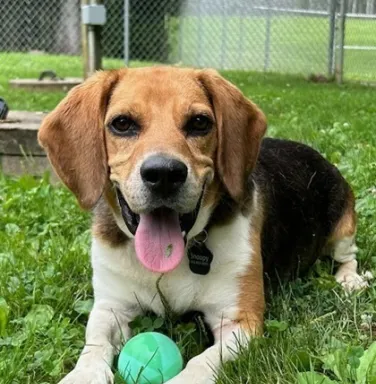 Hollis with green ball beagle with green ball