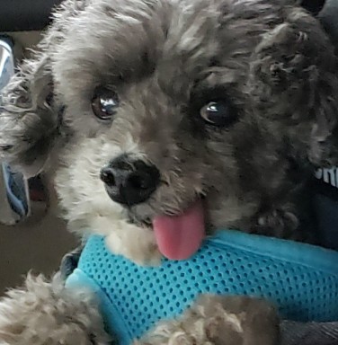 grey dog with tongue out