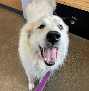 white dog smiling