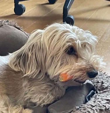 white dog with carrot