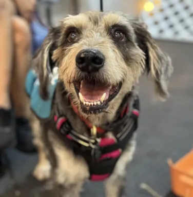 smiling dog smiling dog