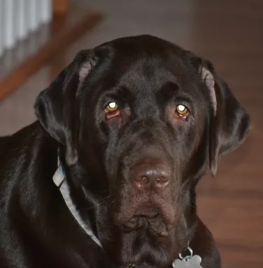 dark brown dog on wood floor