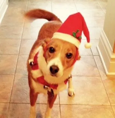 dog with Santa hat