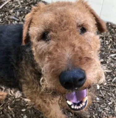 Close up of Airedale Terrier