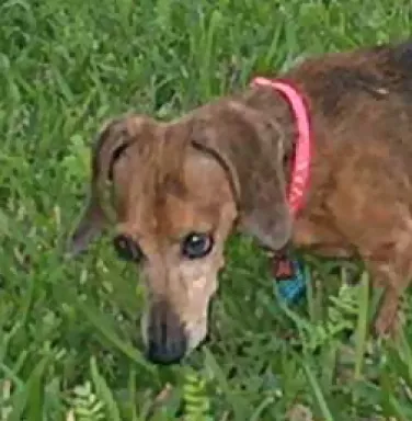 Sweet Pea Playing in the Grass