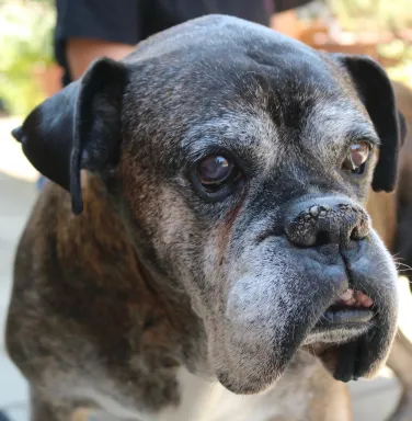 Grey faced Boxer Gordon