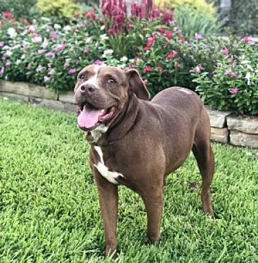 Chocolate pit bull Baylee Chocolate pit bull Baylee