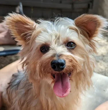 yorkie