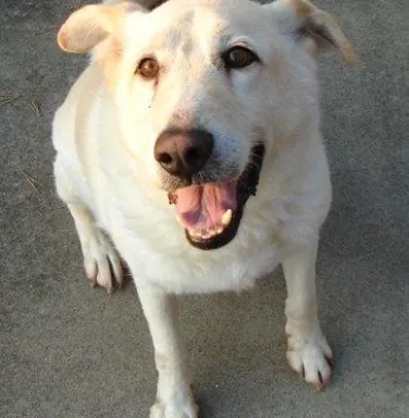 Brody, a yellow lab mix, now deceased