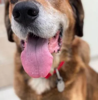 Hound dog with tongue out Hound dog with tongue out