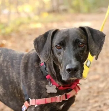 black and brown hound dog