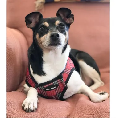 Rat terrier Chester