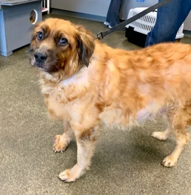 brown fluffy dog with soulful eyes