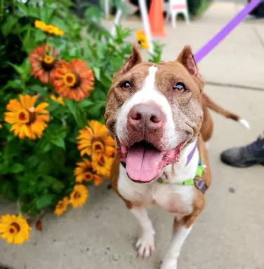 Brown and white Cleo in front of flowers