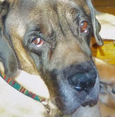 Max, the Mastiff, now deceased