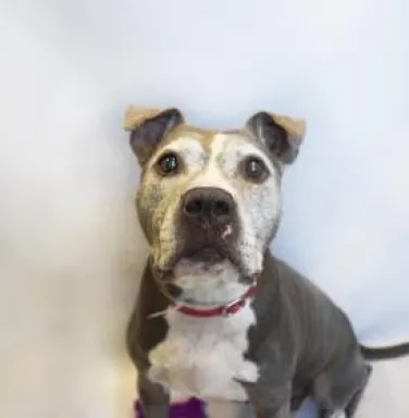 Blue nose pit bull Faye with white face