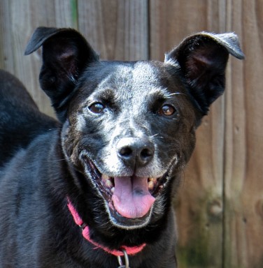 black smiling dog with grey muzzle