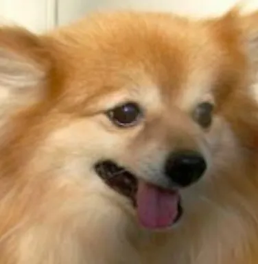 Hope, a Pomeranian