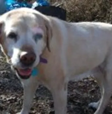 Jane, a Golden Retriever, now deceased