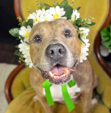 dog with flower lei