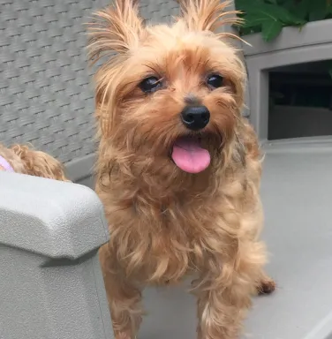 Yorkie mix Leah