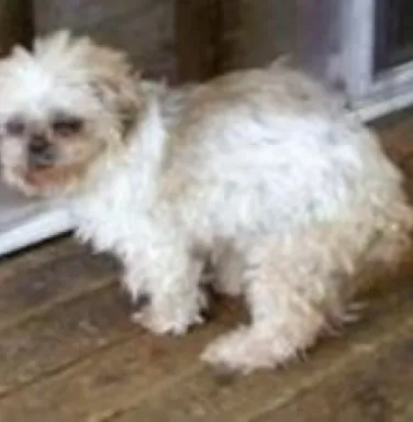 Leena, a small, white, fluffy dog, now deceased