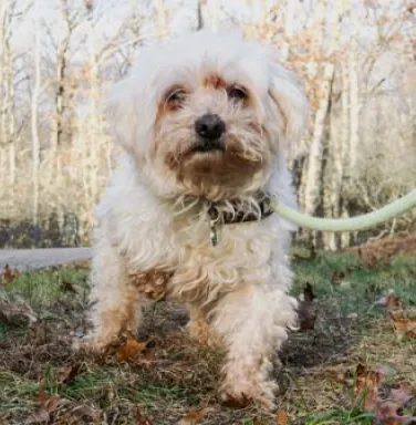 Leo the poodle mix