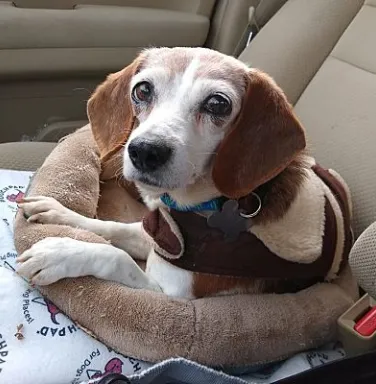 Lilly the beagle in a dog bed