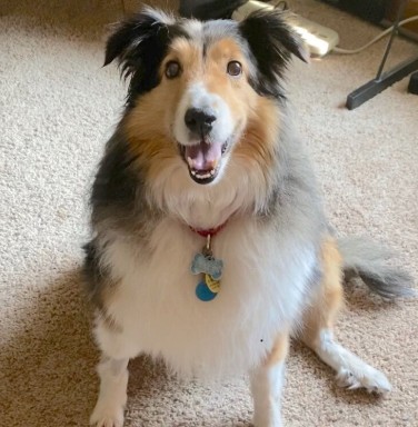 collie dog smiling at the camera