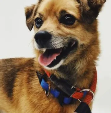 Close up of light brown dog with red leash