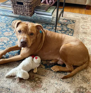 brown dog laying down