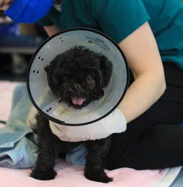 black shih tzu in a cone