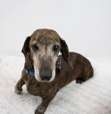 Dappled Dachshund