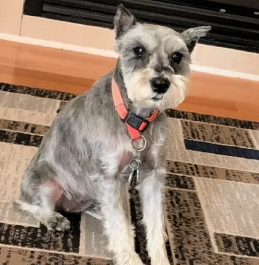 Miniature Schnauzer Reni