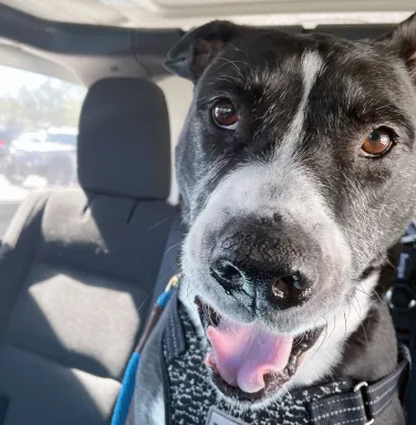 black and white dog in car