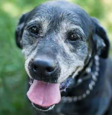 Shadow, a black labrador retriever