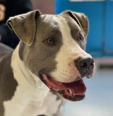 grey and white pitbull smiling