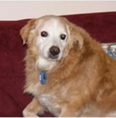 Snickers, a Golden Retriever, now deceased