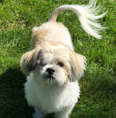 Close up of white and brown Shih Tzu with one eye