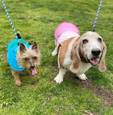 yorkie and bassett hound