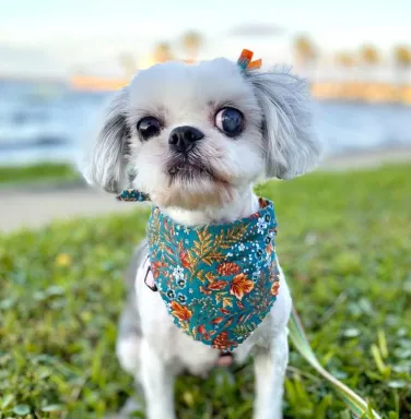 white dog with bandana