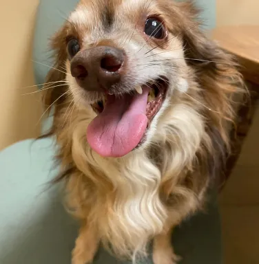 long haired chihuahua smiling