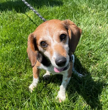 beagle in the grass