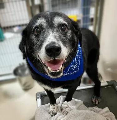 black and white pup with blue bandana