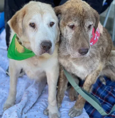 pair of retrievers - one yellow, one chocolate