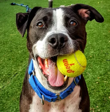 Ziggy with a tennis ball pit bull dog with tennis ball in mouth