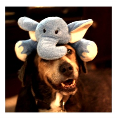 Abby and her wooby, a stuffed elephant, on her head